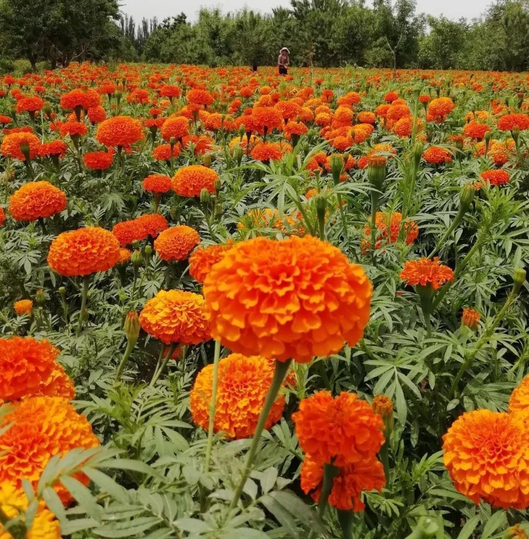 Marigold extract